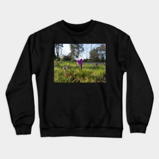 Purple flowering crocus. Time to spring Crewneck Sweatshirt